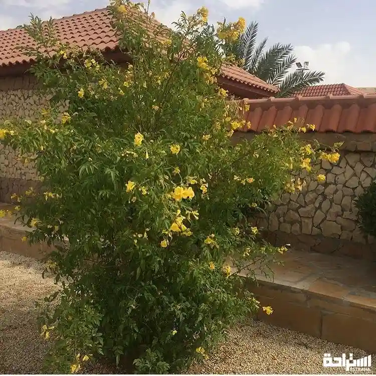 استراحة مرجان العمارية