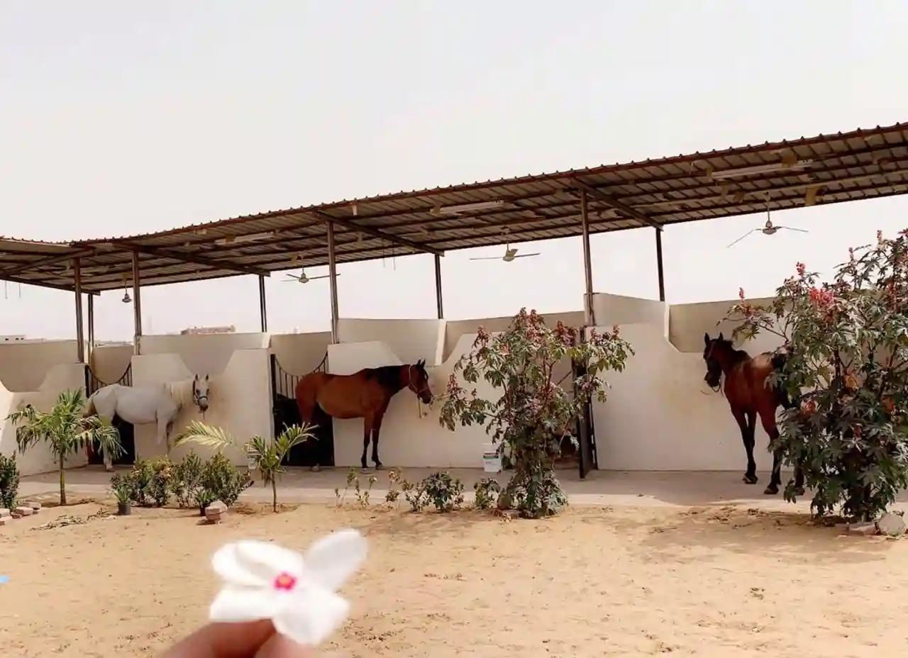 استراحة الغازيات