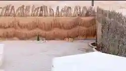 مخيم واستراحة الضاحية 
