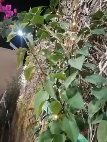 مخيم واستراحة الضاحية 