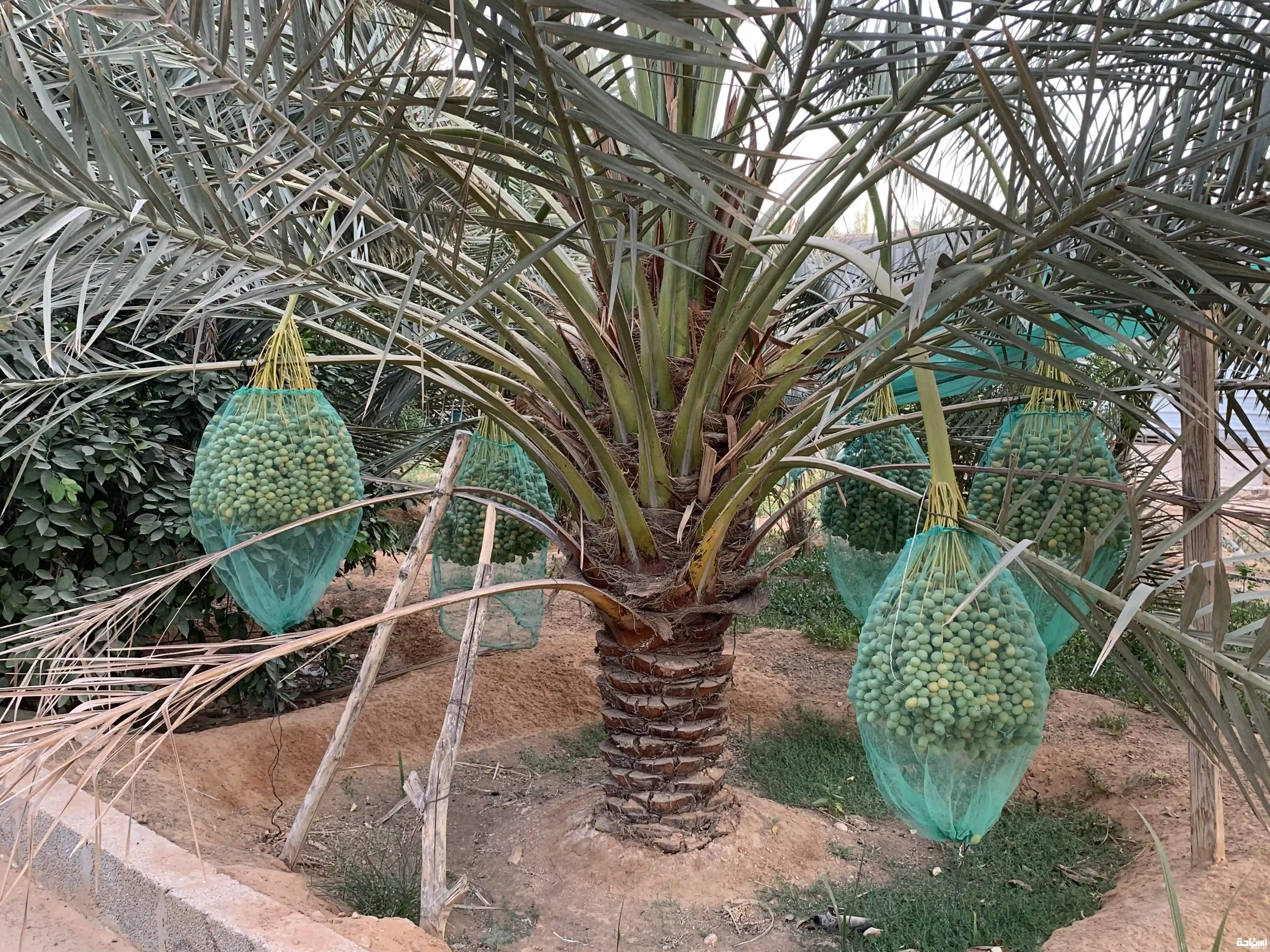 استراحة و مزرعة الجود 