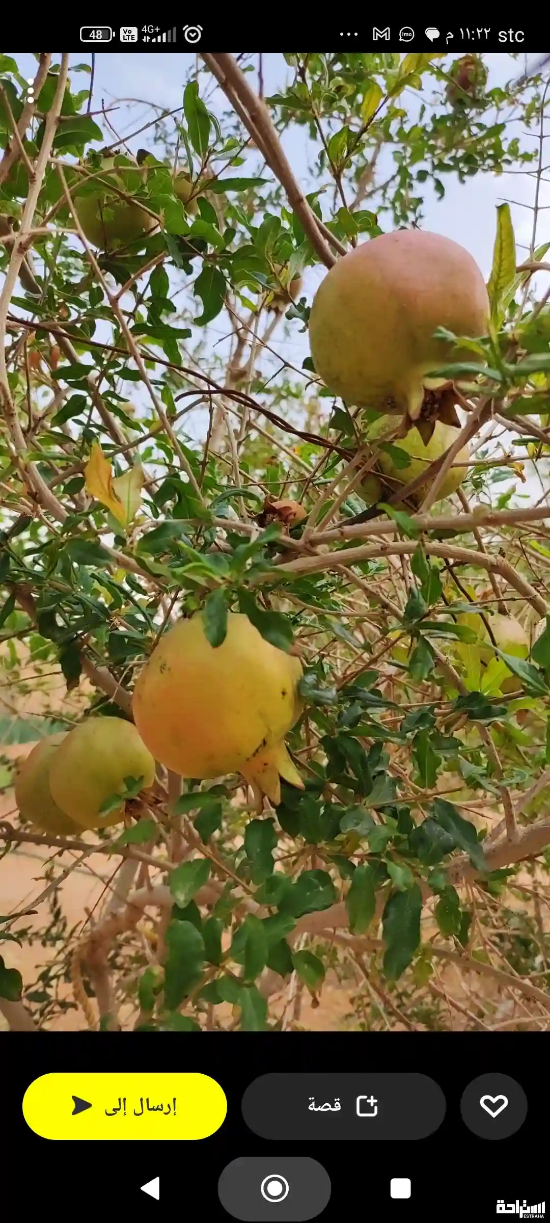 استراحة الين