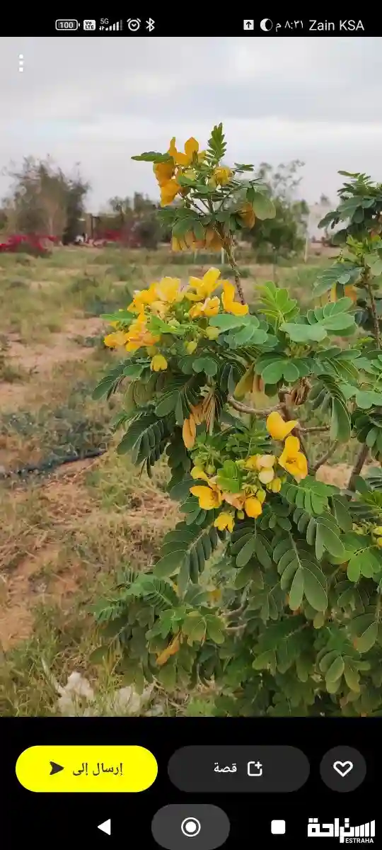 استراحة الين